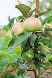 Fresh ripe green apples on tree in summer garden 