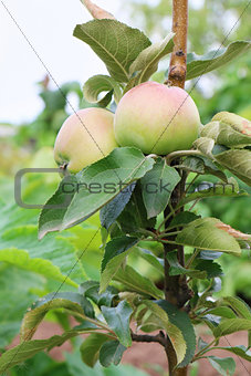 Fresh ripe green apples on tree in summer garden 