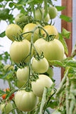Green Tomatoes in a garden 