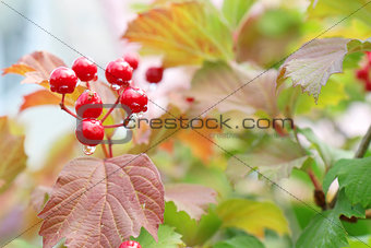 Red Viburnum berries in the tree after rain