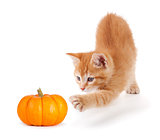 Cute orange kitten playing with a mini pumpkin on white.