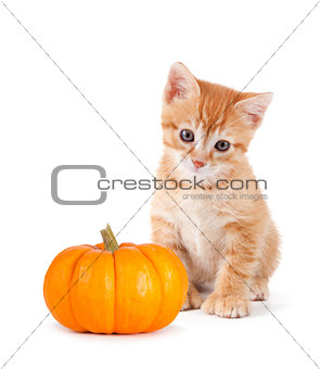 Cute orange kitten with mini pumpkin on white.