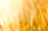 Detail of barley with nice bokeh background