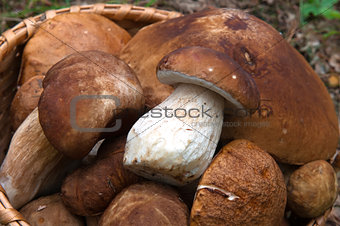 selective mushrooms