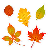 autumn set of leaves stickers