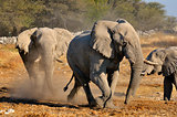 Elephant squabble, Etosha National park, Namibia