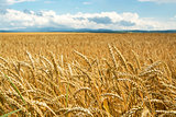 Field of wheat ears  