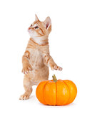 Cute kitten caught stealing a mini pumpkin on white.