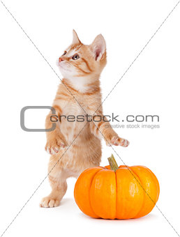 Cute kitten caught stealing a mini pumpkin on white.