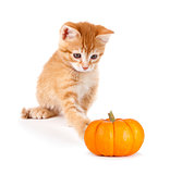 Cute orange kitten playing with a mini pumpkin on white.