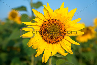 Sunflower field under blue sky