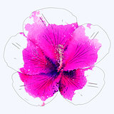Watercolor pink hibiscus