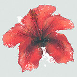 Watercolor red hibiscus