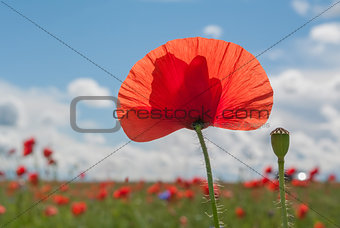 Red poppies in meadow
