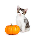 Cute kitten with mini pumpkin on white.