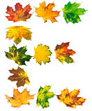 Letter E composed of autumn maple leafs