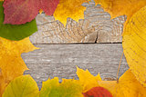 Autumn leaves on wood