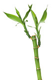Fresh bamboo stem with leaves