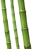 Fresh bamboo stems with wated drops