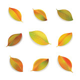 Autumn colorful leaves on white background.