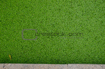 Duckweed plants background on park pond water