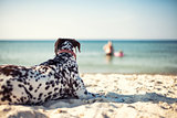 Dog on a beach