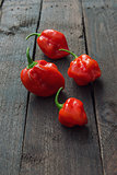 Red Chili pepper Habanero