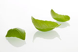 Basil leafs 