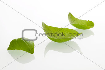 Basil leafs 