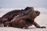 Marine iguanas on beach.