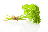Parsley bunch isolated.