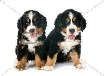 puppies bernese moutain dog