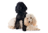 two poodles