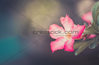 Desert Rose or Impala Lily or Mock Azalea flower vintage