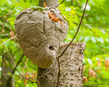 Bald-faced Hornets Hive 