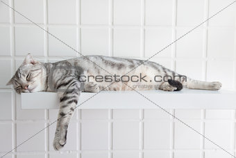 cute cat sleeping on the platform in the house