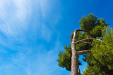 Maritime Pine on Blue Sky