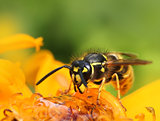 Wasp in colorful summer flower
