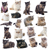 exotic shorthair cats