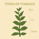 types of tobacco