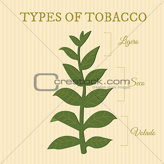 types of tobacco
