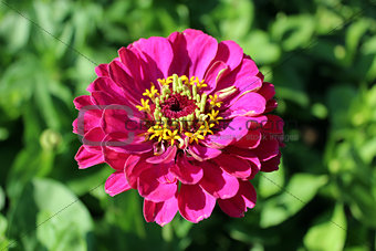beautiful and red flower of zinnia