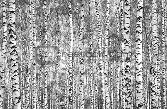 Trunks birches black and white