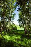 forest birch 