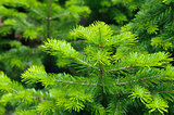 Fresh needle leaves on pine branch at spring