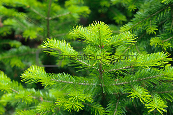Fresh needle leaves on pine branch at spring