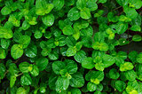 green leaves background in the forest