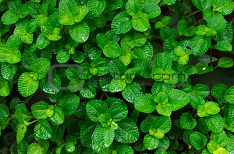 green leaves background in the forest