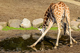 Giraffe drinking from pool