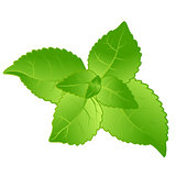 Fresh green mint leaves